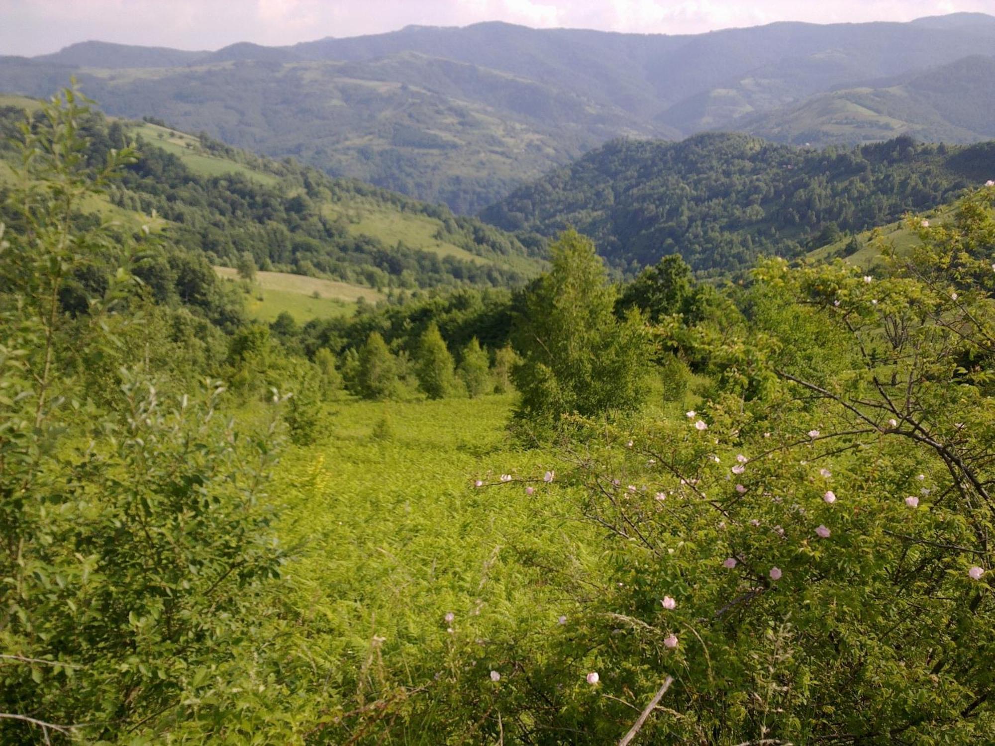 Hotel Javor Kušići Buitenkant foto